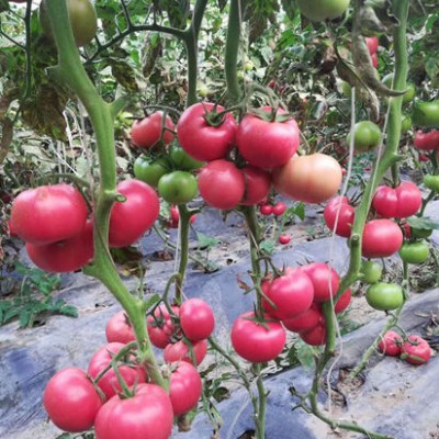 响水大粉西红柿苗 夏茬西红柿苗育苗厂