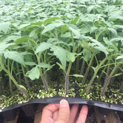 阜宁西红柿苗 夏硬粉西红柿种苗厂