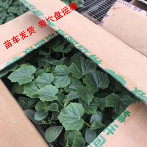 北京石景山区黄瓜嫁接苗 抗热黄瓜苗育苗厂