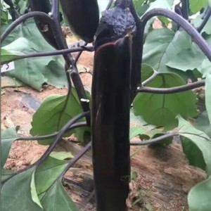 郯城茄子育苗厂 哪里卖大龙茄子苗
