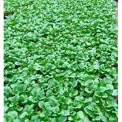 江门育茄子苗批发 嫁接茄子苗基地