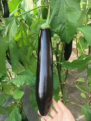 梅州哪里有卖茄子苗 茄子育苗场