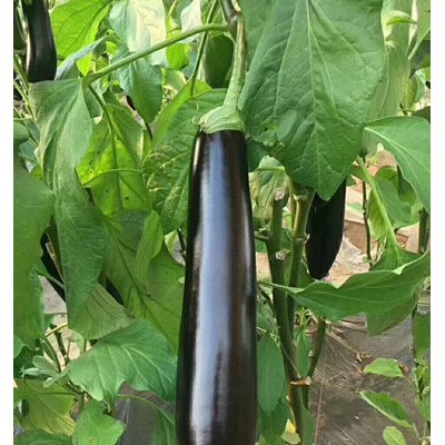 梅州哪里有卖茄子苗 茄子育苗场