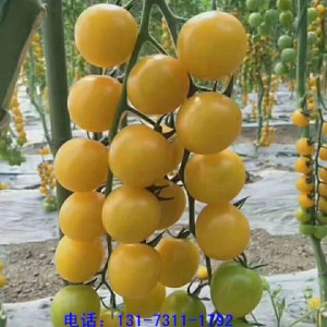 西安西红柿苗 秋延粉果西红柿苗