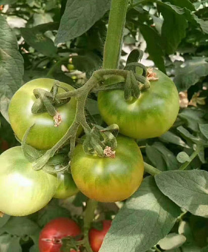 石林县西红柿菜苗 昆明西红柿育苗厂