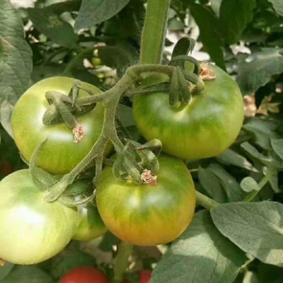 石林县西红柿菜苗 昆明西红柿育苗厂