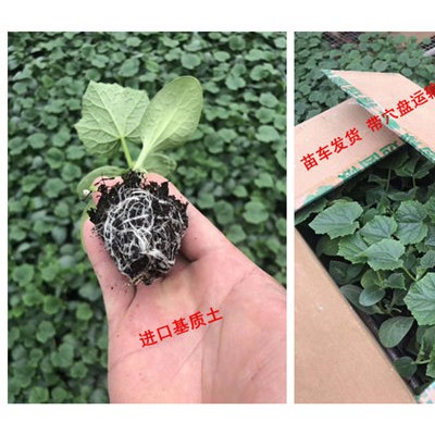 南充旱黄瓜苗出售基地 嫁接黄瓜苗厂