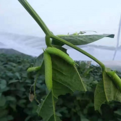 结实细密防虫网固定不滑丝豆虫网大宽幅质量上乘