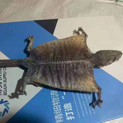 缅甸蛤蚧进口报关代理公司