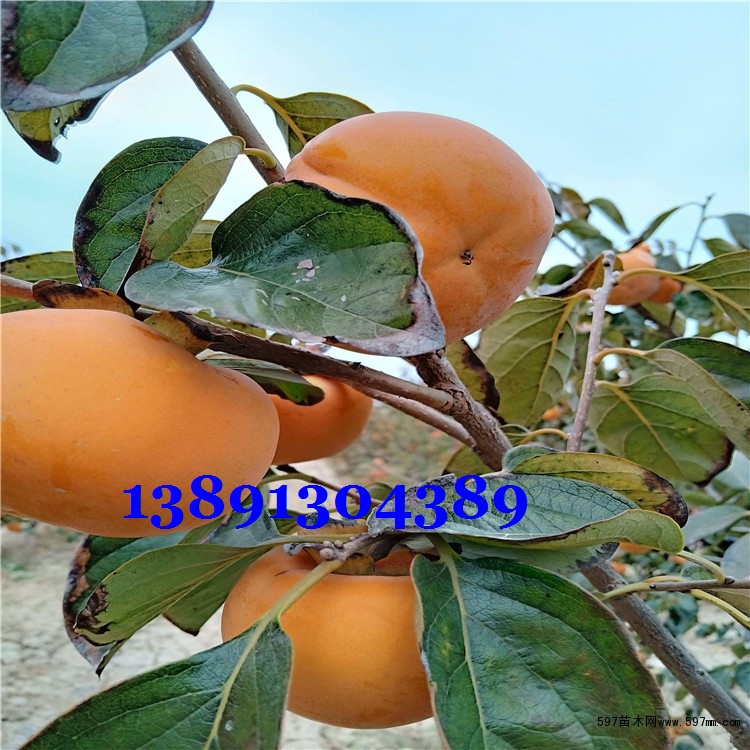 陕西柿子杨丰柿子价格大荔次郎柿子产地|渭南大荔脆柿子种植基地