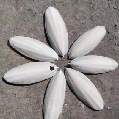 乌贼骨进口清关