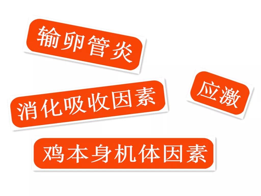 畸形蛋越来越多，养殖户怎么做才能杜绝畸形蛋，保证养殖收益？