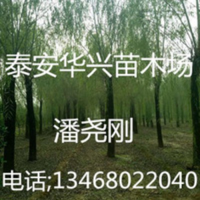 10公分、12公分垂柳20公分、25、30公分垂柳垂柳