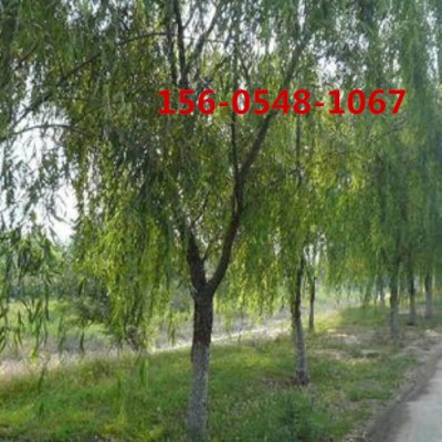 供应 15、18、20公分柳树22、25公分旱柳