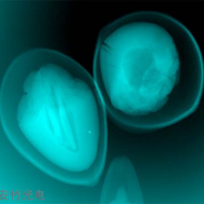 宠物动物兽用X光机小动物活体成像口腔研究