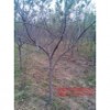 占地苹果树//优质品种苹果苗价格