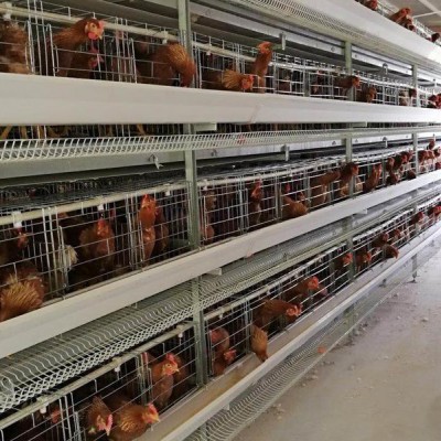 肉鸡笼鸡笼鸭笼自动化养鸡设备山东金石农牧机械