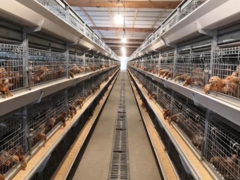 鸡笼鸭笼笼养设备养殖机械肉鸡鸡笼山东金石农牧机械