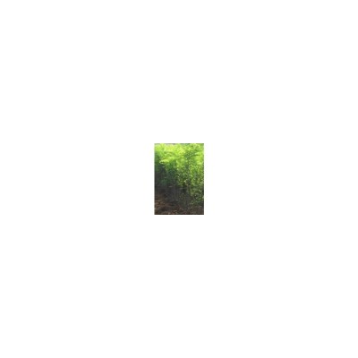 出售刺槐苗 山西刺槐苗价格