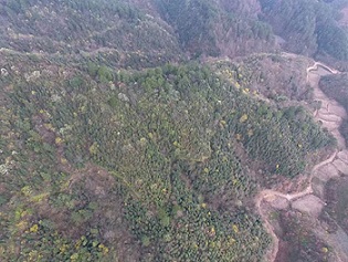 茶园加盟，茶山加盟，转运珍茶