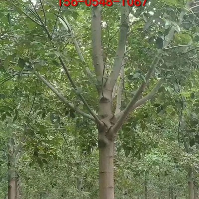 供应速生白蜡12公分-15公分-白蜡-20公分白蜡基地