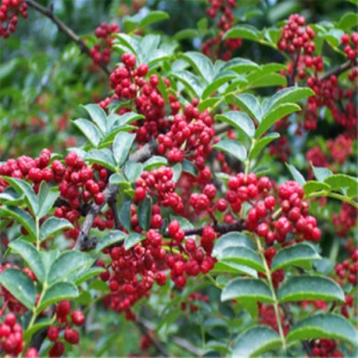 50-80公分花椒苗1米、1.2米九叶青花椒苗