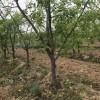 占地枣树 绿化枣树 10公分枣树价格