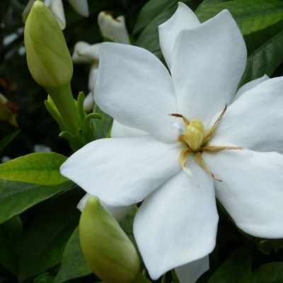 油漆涂料香精栀子花香精