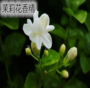卫生香专用香精  花香型香精