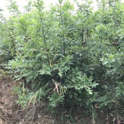 北美红栎2-3-4公分北美红栎 7公分北美红栎