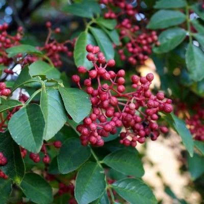 大红袍花椒苗、2、3公分花椒苗、无刺花椒苗