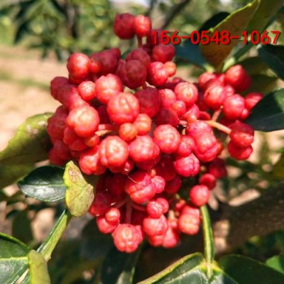 大红袍花椒苗1-2公分九叶青花椒苗-3公分花椒苗