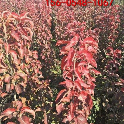 公分彩叶豆梨8公分-10公分彩叶豆梨-量大优惠