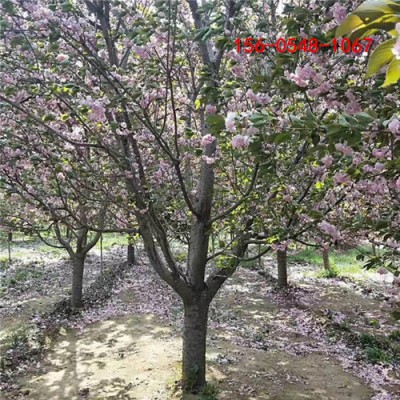 供应12公分绚丽海棠10-12-15公分绚丽海棠