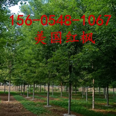 4公分、5公分十月光辉6公分、7公分十月光辉
