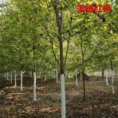 供应4、5、6公分美国红枫6公分、7公分十月光辉