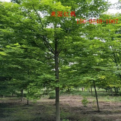 十月光辉价格5公分-6公分十月光辉7公分光辉报价
