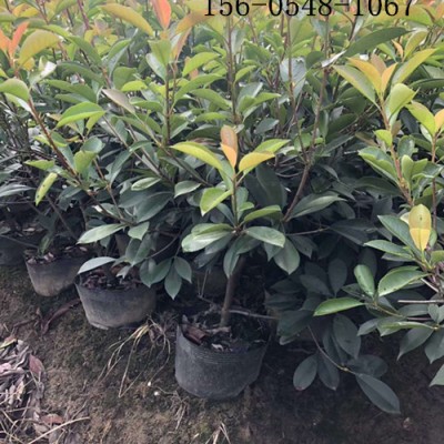 红叶石楠球价格_1.2米冠幅红叶石楠球价格