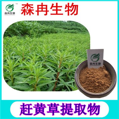 森冉生物 赶黄草提取物 扯根菜提取物 植物提取原料粉