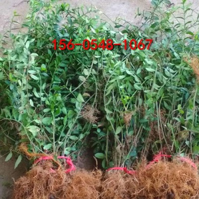 供应50、60公分扶芳藤价格、80公分扶芳藤