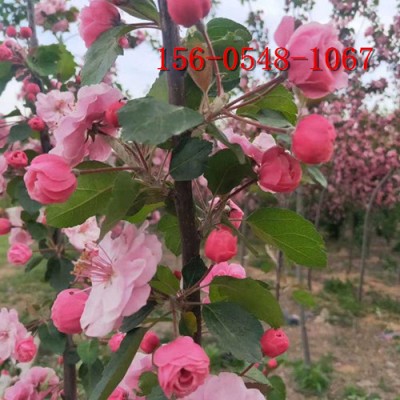 直销5公分6公分垂丝海棠8-9公分垂丝海棠树苗