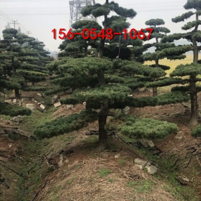 供应五针松基地1.5米、2米、2.5米五针松