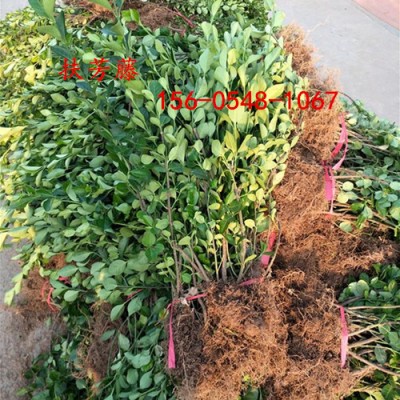 40公分扶芳藤50、60、80公分扶芳藤