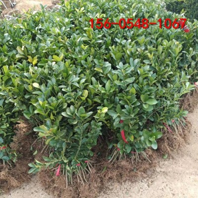 基地供应扶芳藤报价20-30公分扶芳藤-规格齐全
