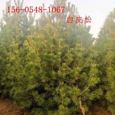 白皮松价格1米、2米、3米、4米白皮松价格