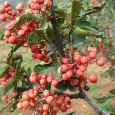 供应1-2公分花椒苗2-3-4公分九叶青花椒苗