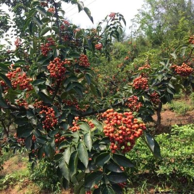 花椒苗基地 花椒苗品种狮子头花椒苗