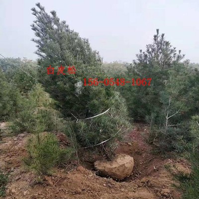 2米白皮松-苗木基地80公分白皮松 1米白皮松