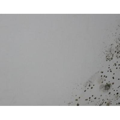 广州越秀水荫路除霉菌公司，霉渍高效清理，墙壁霉点处理