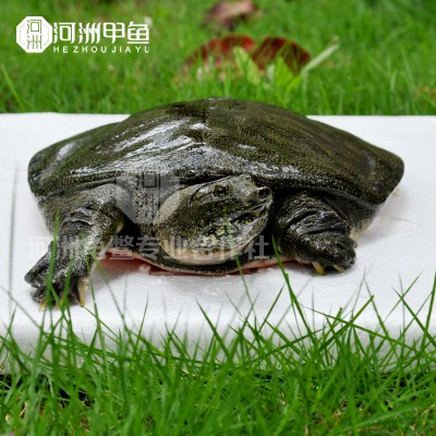常德甲鱼苗一斤多少钱？常德甲鱼苗市场售价？
